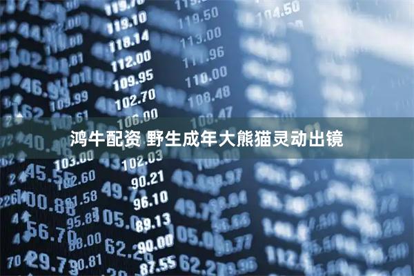 鸿牛配资 野生成年大熊猫灵动出镜